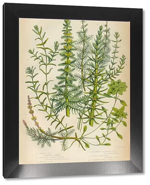 Mares Tail, Horsetail, Water Milfoil and Starwort, Victorian Botanical Illustration