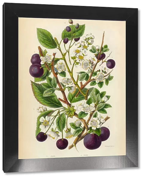 Cherry, Plum, Sloe and Bullace Victorian Botanical Illustration