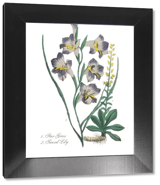 Handcolored Sword Lilly and Star Grass Victorian Botanical Illustration