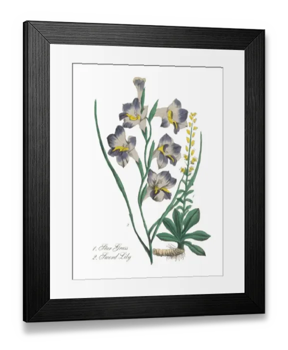 Framed Print : Handcolored Sword Lilly and Star Grass Victorian Botanical Illustration Framed Print : Handcolored Sword Lilly and Star Grass Victorian Botanical Illustration