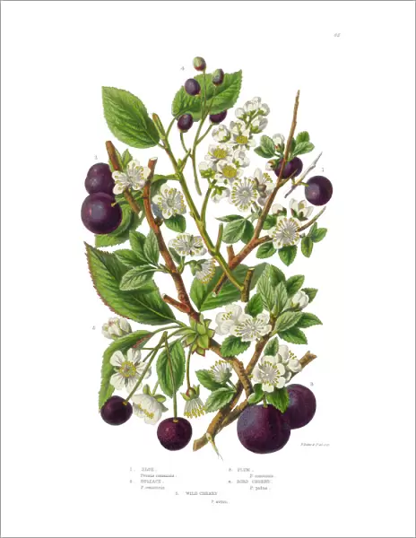Plum, Cherry, Sloe and Bullace Victorian Botanical Illustration