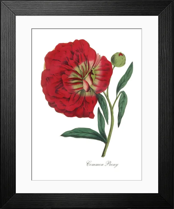 Framed Print : Handcolored Peony Victorian Botanical Illustration Framed Print : Handcolored Peony Victorian Botanical Illustration