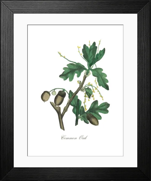 Framed Print : Handcolored Oak Tree Victorian Botanical Illustration Framed Print : Handcolored Oak Tree Victorian Botanical Illustration