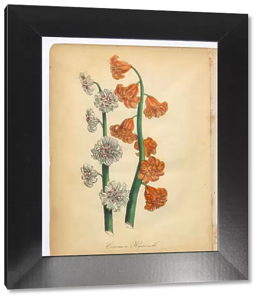Hyacinth Victorian Botanical Illustration