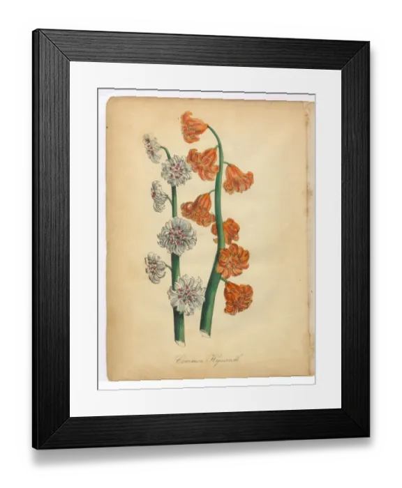Framed Print : Hyacinth Victorian Botanical Illustration Framed Print : Hyacinth Victorian Botanical Illustration