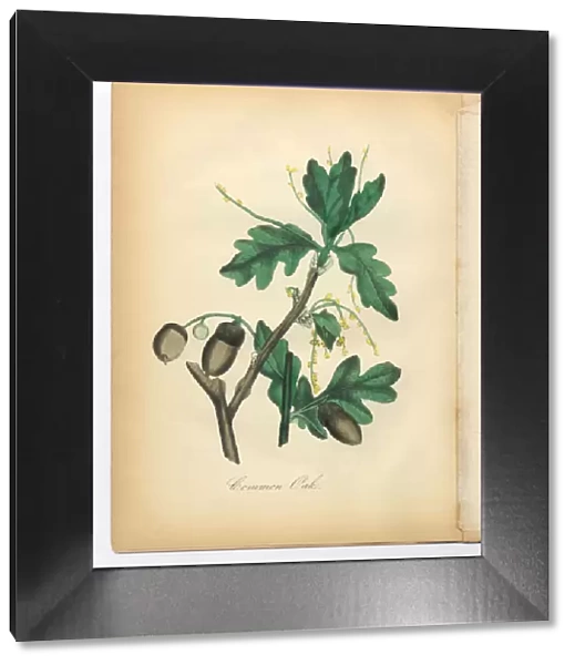 Oak Tree Victorian Botanical Illustration