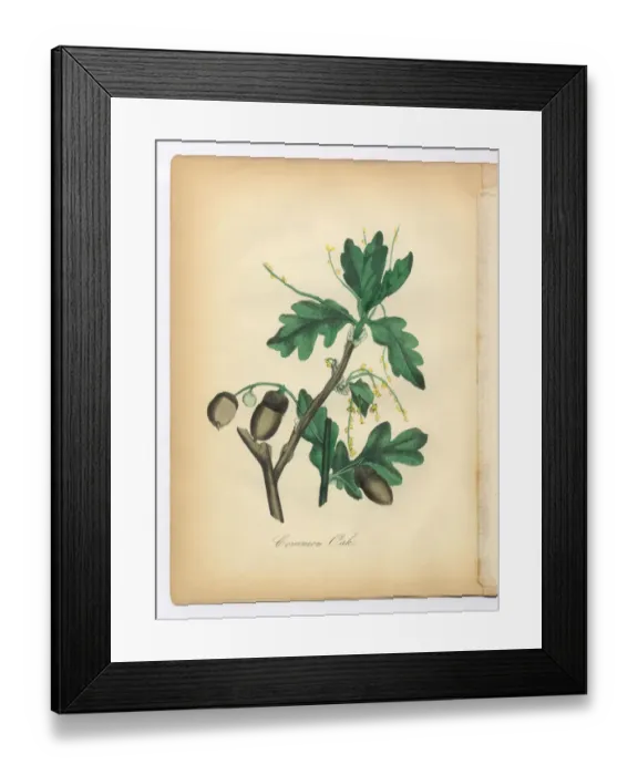 Framed Print : Oak Tree Victorian Botanical Illustration Framed Print : Oak Tree Victorian Botanical Illustration