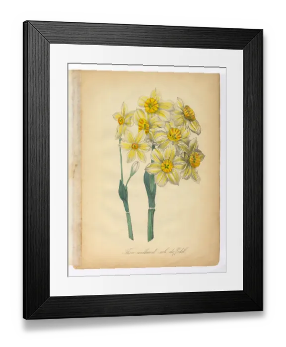 Framed Print : Daffodil, Narcissus, Victorian Botanical Illustration Framed Print : Daffodil, Narcissus, Victorian Botanical Illustration