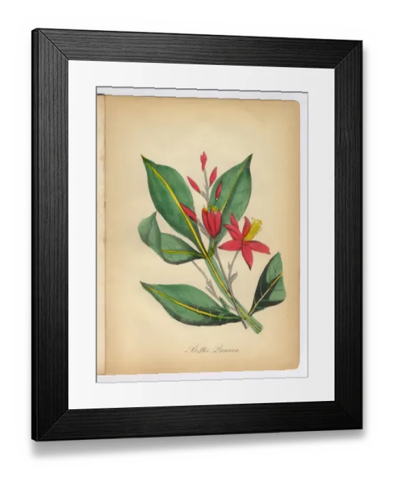 Framed Print : Bitter Quassia Victorian Botanical Illustration Framed Print : Bitter Quassia Victorian Botanical Illustration