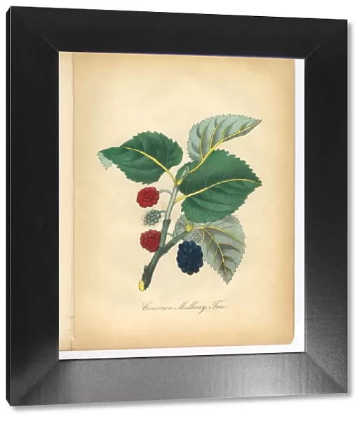 Mulberry Tree Victorian Botanical Illustration
