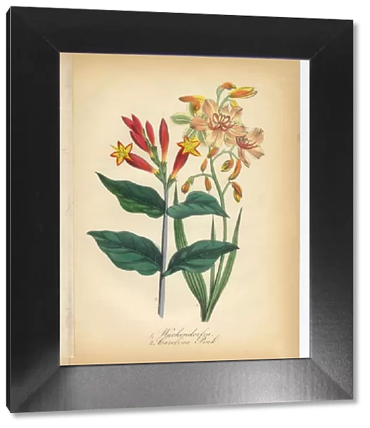 Wachendorfia and Canna Carolina Pink Victorian Botanical Illustration