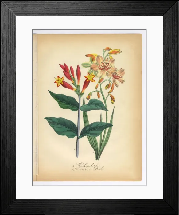 Framed Print : Wachendorfia and Canna Carolina Pink Victorian Botanical Illustration Framed Print : Wachendorfia and Canna Carolina Pink Victorian Botanical Illustration
