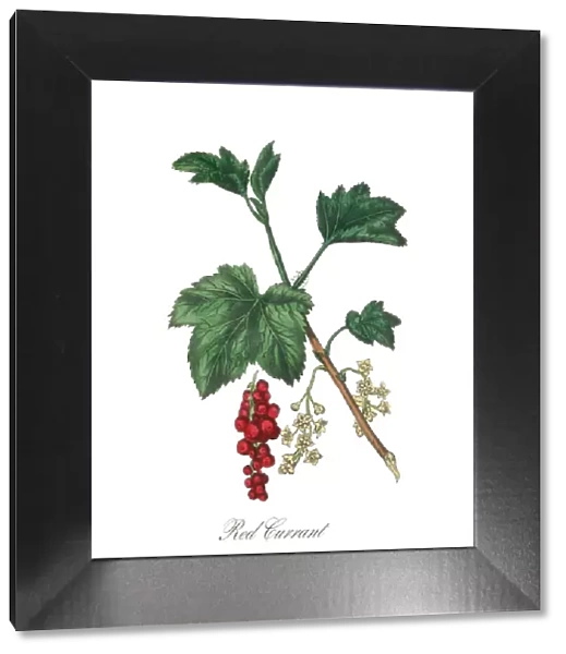 Victorian Botanical Illustration of Red Currant
