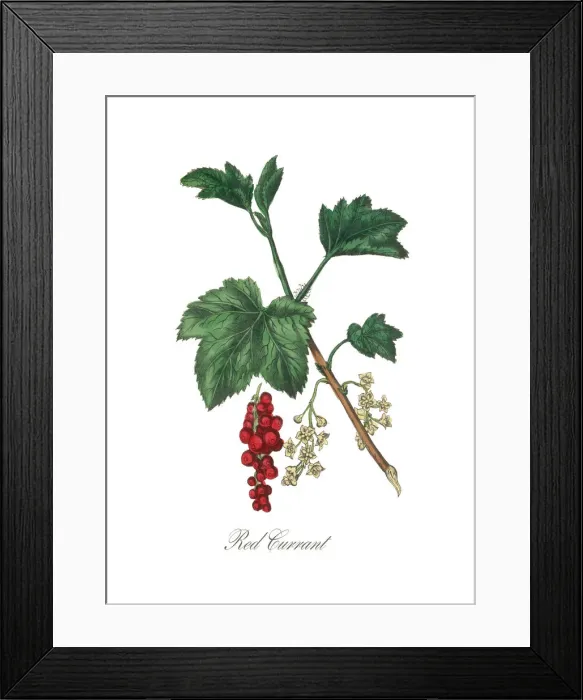 Framed Print : Victorian Botanical Illustration of Red Currant Framed Print : Victorian Botanical Illustration of Red Currant