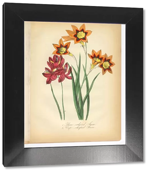 Tri-Colored and Cup-Shaped Ixia Victorian Botanical Illustration