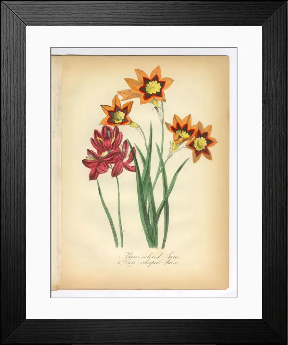 Framed Print : Tri-Colored and Cup-Shaped Ixia Victorian Botanical Illustration Framed Print : Tri-Colored and Cup-Shaped Ixia Victorian Botanical Illustration