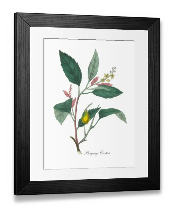 Framed Print : Bromeliad or Purging Croton Victorian Botanical Illustration Framed Print : Bromeliad or Purging Croton Victorian Botanical Illustration