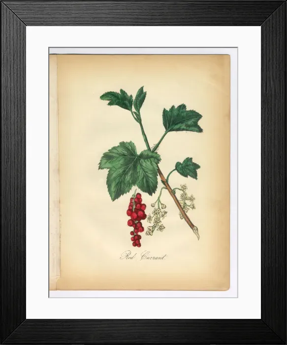 Framed Print : Red Currant Victorian Botanical Illustration Framed Print : Red Currant Victorian Botanical Illustration