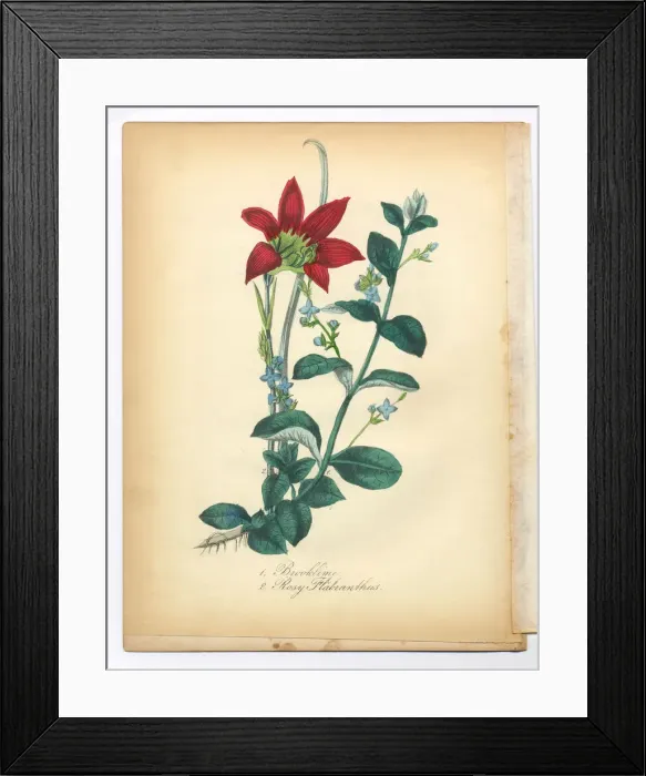 Framed Print : Brooklime and Rosy Habranthus, Rain Lily, Victorian Botanical Illustration Framed Print : Brooklime and Rosy Habranthus, Rain Lily, Victorian Botanical Illustration