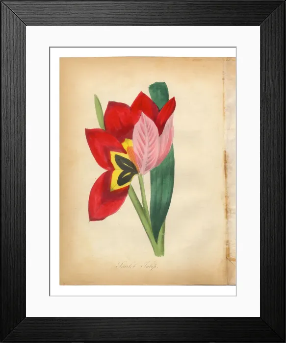 Framed Print : Scarlet Tulip Victorian Botanical Illustration Framed Print : Scarlet Tulip Victorian Botanical Illustration
