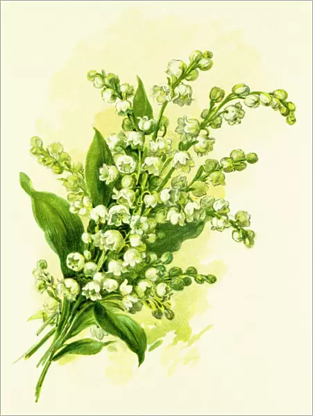 Lily of the valley 19 century illustration