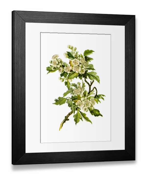 Framed Print : Thornapple flowers 19 century illustration Framed Print : Thornapple flowers 19 century illustration