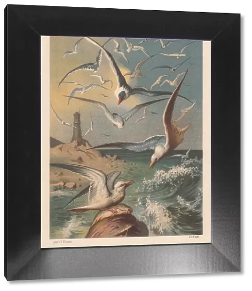 Seagulls on a coast with lighthouse, lithograph, published in 1883