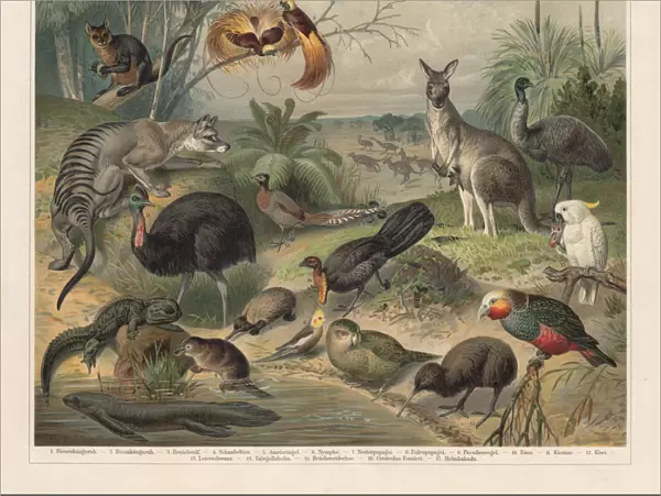 Australian wildlife, lithograph, published in 1897
