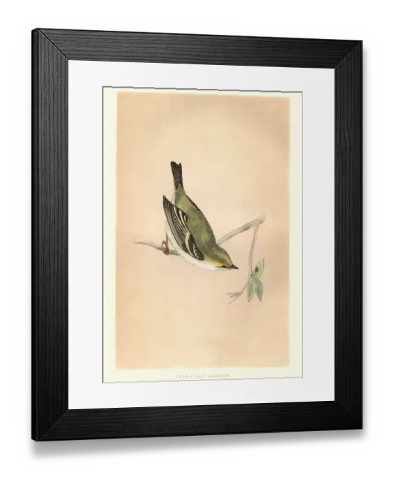 Framed Print : Natural history, Birds, Dalmatian Regulus, Kinglet Framed Print : Natural history, Birds, Dalmatian Regulus, Kinglet