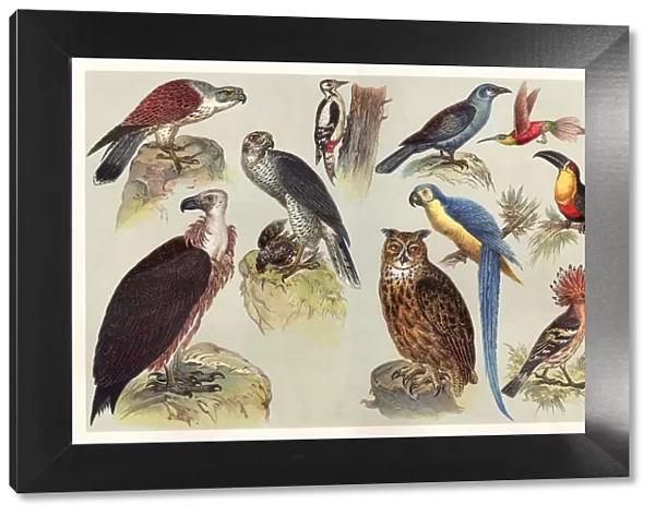 Different kids of birds chromolithography 1888