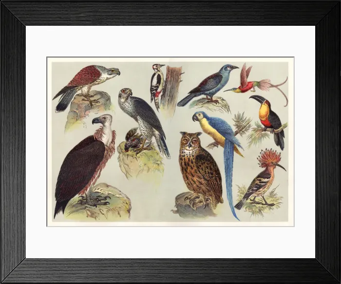Framed Print : Different kids of birds chromolithography 1888 Framed Print : Different kids of birds chromolithography 1888