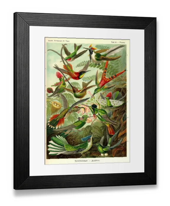 Framed Print : Fauna KdN t099 Trochilus - Trochilidae Framed Print : Fauna KdN t099 Trochilus - Trochilidae