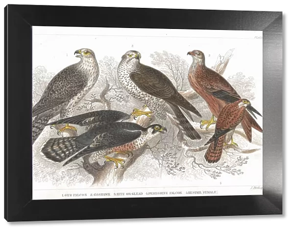 Beak, Bird, Bird of Prey, Carnivore, Claw, Falcon, Feather, Forest, Gerfalcon, Goshawk