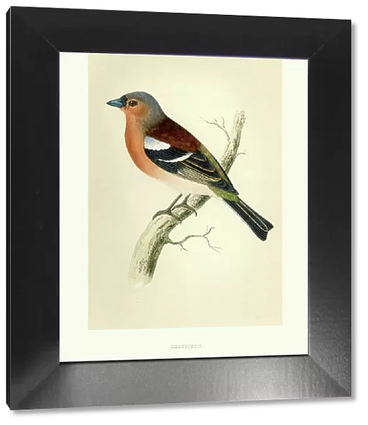 Natural history - Birds - Chaffinch