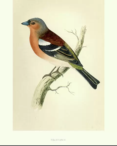 Natural history - Birds - Chaffinch