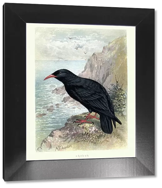 Natural History, Birds, Red-billed chough (Pyrrhocorax pyrrhocorax)