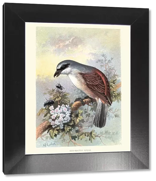 Natural History, Birds, red-backed shrike (Lanius collurio)