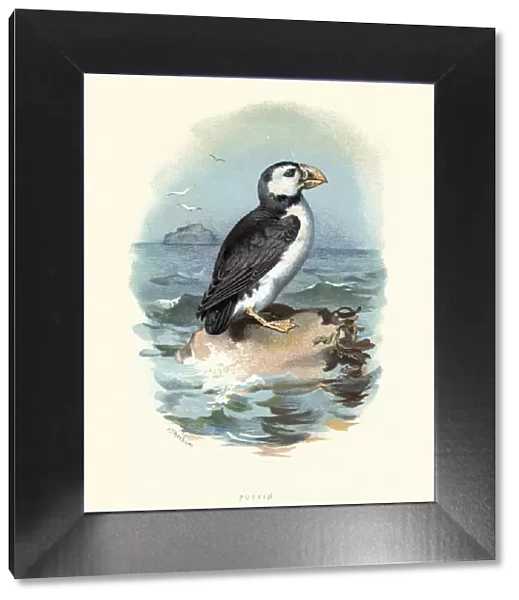 Natural History, Birds, Atlantic puffin (Fratercula arctica)