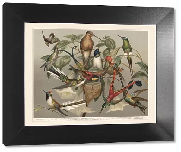 Hummingbirds (Trochilinae), chromolithograph, published in 1897