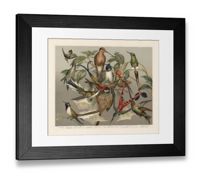 Framed Print : Hummingbirds (Trochilinae), chromolithograph, published in 1897 Framed Print : Hummingbirds (Trochilinae), chromolithograph, published in 1897
