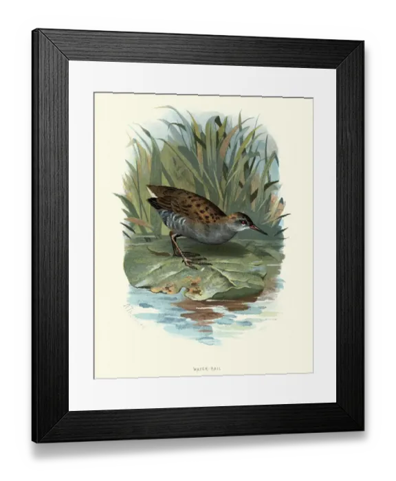 Framed Print : Natural History, Birds, water rail (Rallus aquaticus) Framed Print : Natural History, Birds, water rail (Rallus aquaticus)