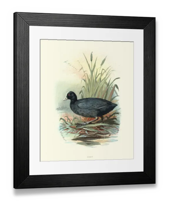 Framed Print : Natural History, Birds, Eurasian coot (Fulica atra) Framed Print : Natural History, Birds, Eurasian coot (Fulica atra)