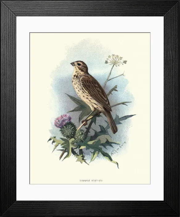 Framed Print : Natural History, Birds, common reed bunting (Emberiza schoeniclus) Framed Print : Natural History, Birds, common reed bunting (Emberiza schoeniclus)