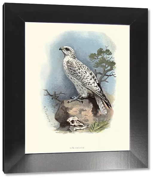 Natural History, Birds, Gyrfalcon (Falco rusticolus)