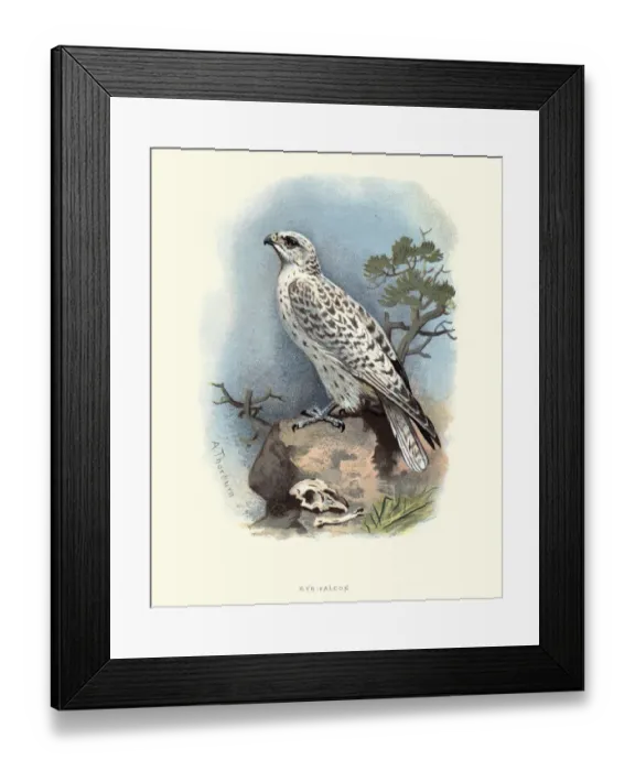 Framed Print : Natural History, Birds, Gyrfalcon (Falco rusticolus) Framed Print : Natural History, Birds, Gyrfalcon (Falco rusticolus)