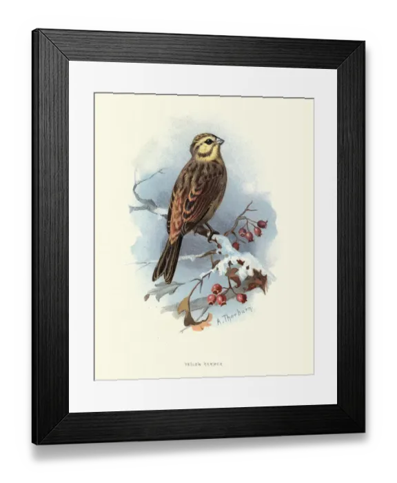 Framed Print : Natural History, Birds, yellowhammer (Emberiza citrinella) Framed Print : Natural History, Birds, yellowhammer (Emberiza citrinella)