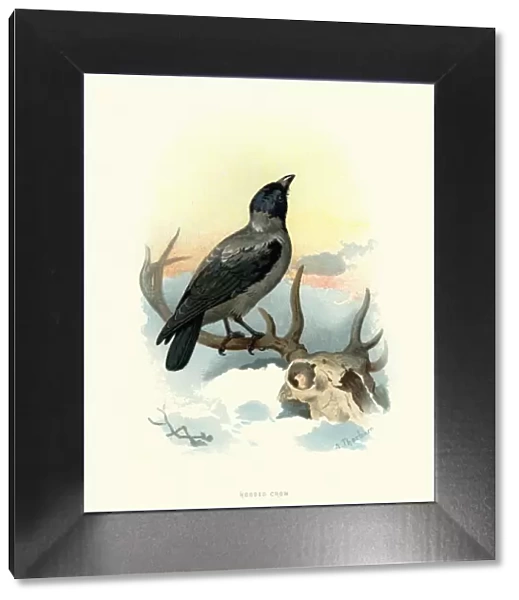 Natural history, Birds, hooded crow (Corvus cornix)