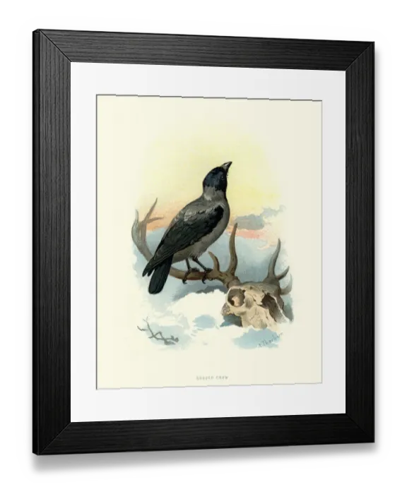 Framed Print : Natural history, Birds, hooded crow (Corvus cornix) Framed Print : Natural history, Birds, hooded crow (Corvus cornix)