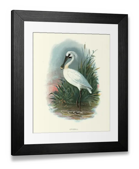 Framed Print : Natural history, Birds, Eurasian spoonbill (Platalea leucorodia) Framed Print : Natural history, Birds, Eurasian spoonbill (Platalea leucorodia)