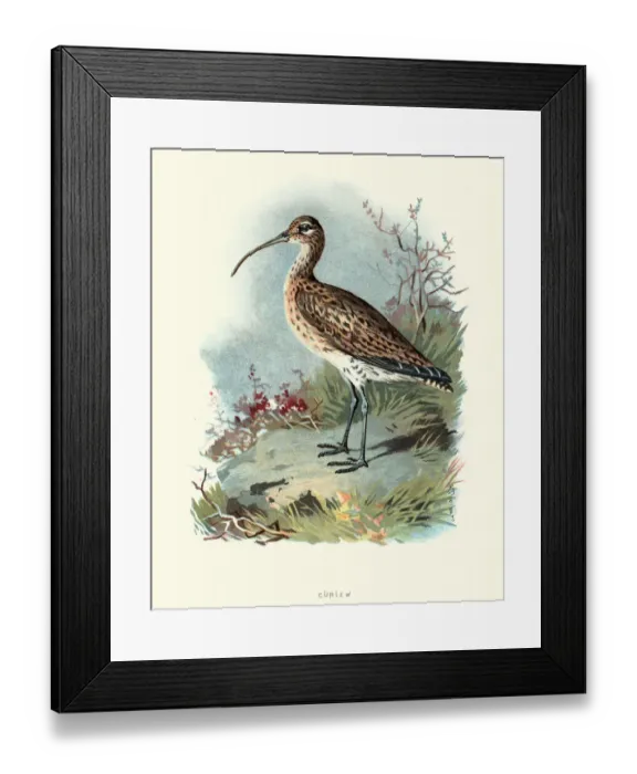 Framed Print : Natural history, Birds, Eurasian curlew or common curlew (Numenius arquata) Framed Print : Natural history, Birds, Eurasian curlew or common curlew (Numenius arquata)